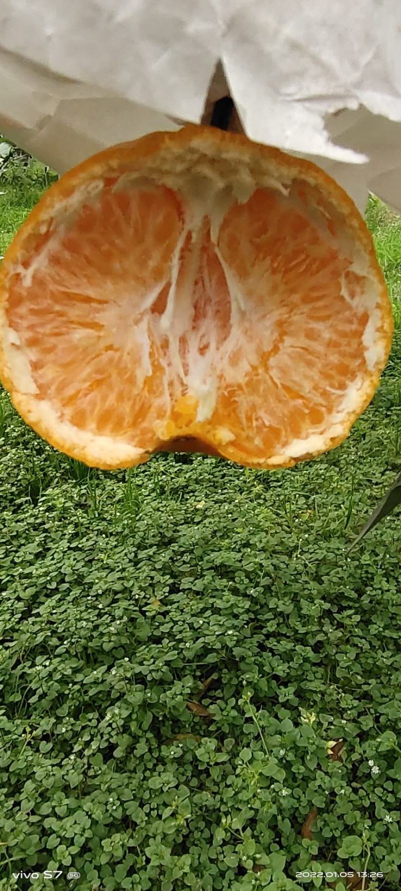 蒲江春见耙耙柑不催熟不打蜡现采现发一手货源