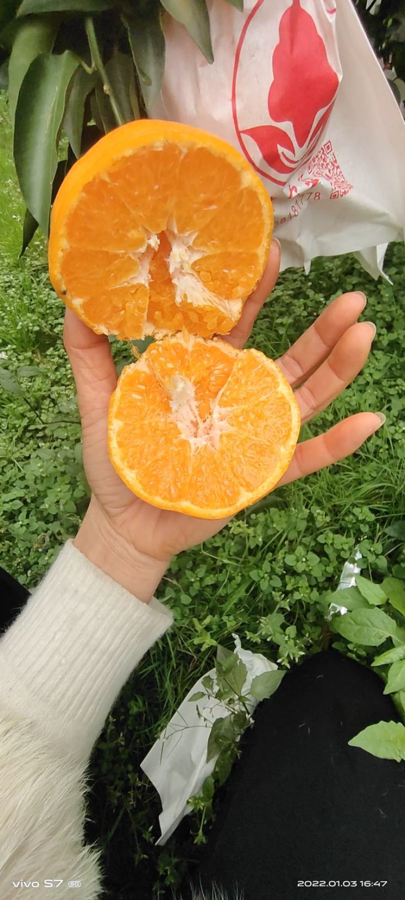 蒲江春见耙耙柑不催熟不打蜡现采现发一手货源