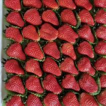 昌黎精品九九水珠草莓上市口感和甜度好产地直销