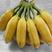 广西芭蕉香蕉小米蕉自然熟整箱当季水果新鲜包邮5斤9斤批发