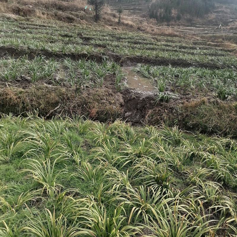 石菖蒲苗