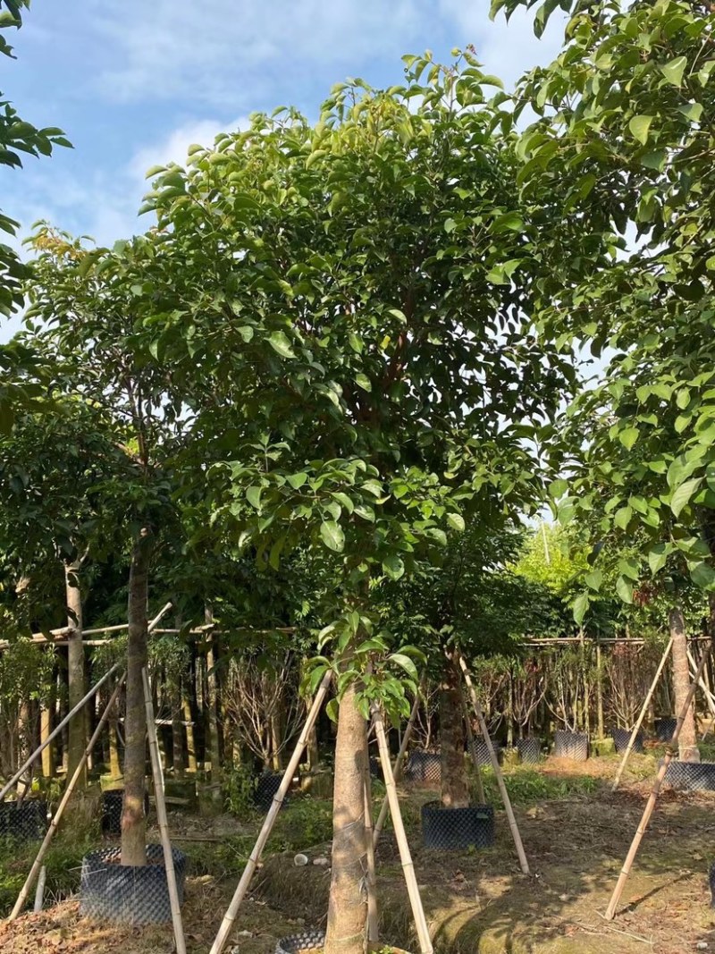 广东苗木供应各种规格秋枫