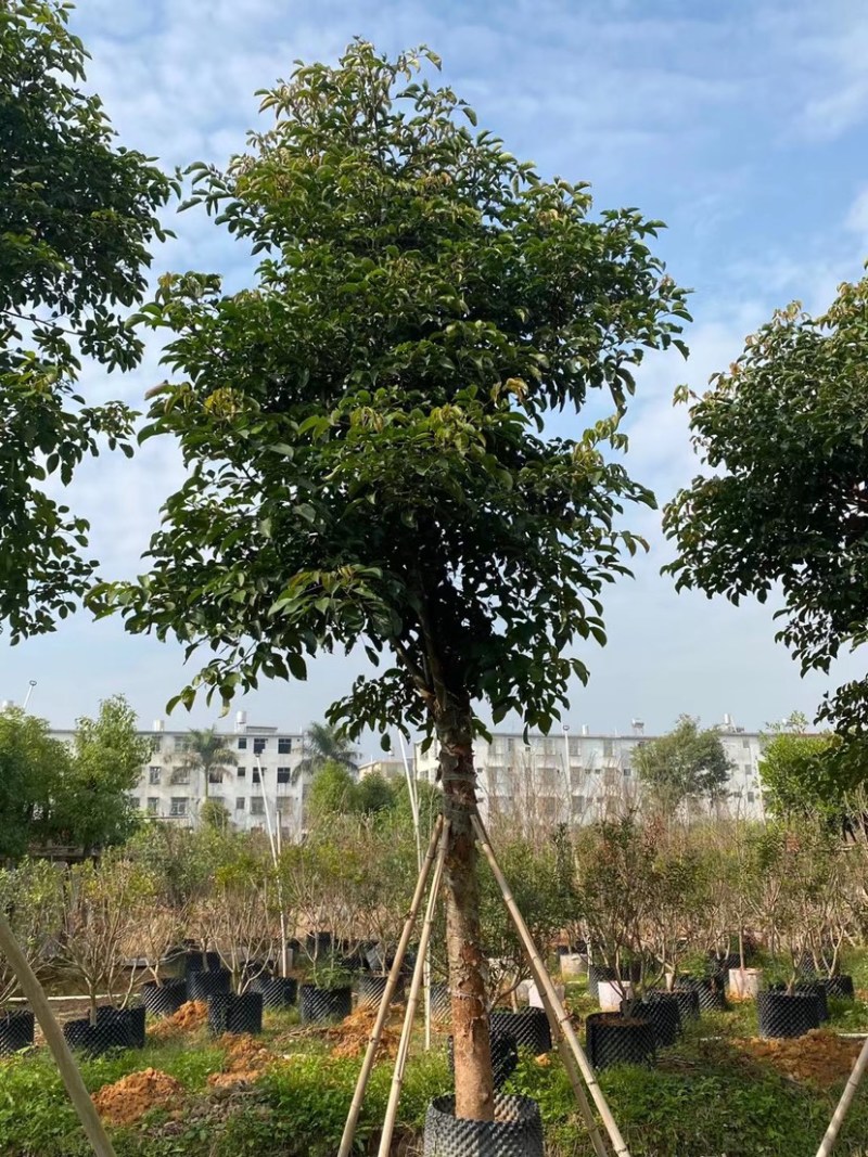广东苗木供应各种规格秋枫