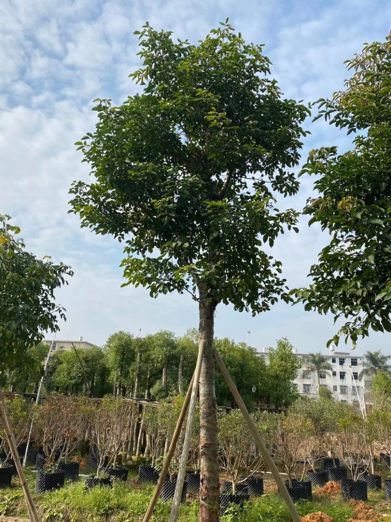 广东苗木供应各种规格秋枫
