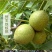 云南铁核桃果老树山核桃超硬厚壳把文玩盘它散称通货特价包邮