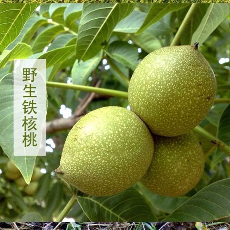 云南铁核桃果老树山核桃超硬厚壳把文玩盘它散称通货特价包邮