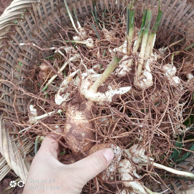 四川姜型多花不倒苗甜黄精，黄精块茎，猫儿姜，甜黄精，老虎