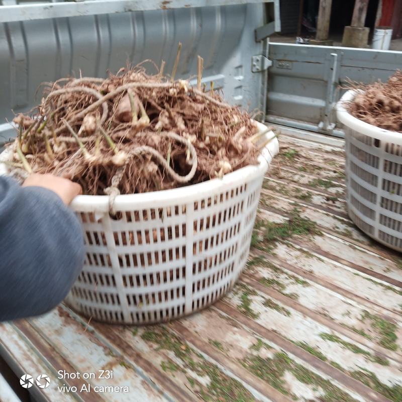 四川姜型多花不倒苗甜黄精，黄精块茎，猫儿姜，甜黄精，老虎