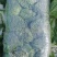 【白菜】湖北黄心白菜一手货源千亩基地持续供应全国发货