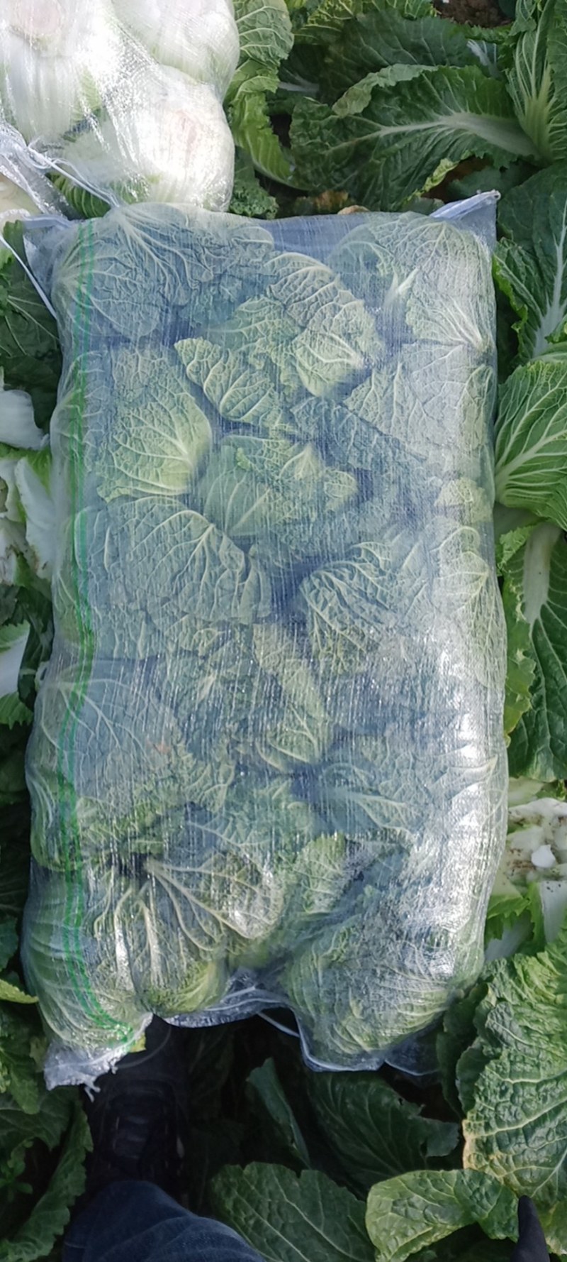 【白菜】湖北黄心白菜一手货源千亩基地持续供应全国发货
