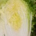 【白菜】湖北黄心白菜一手货源千亩基地持续供应全国发货