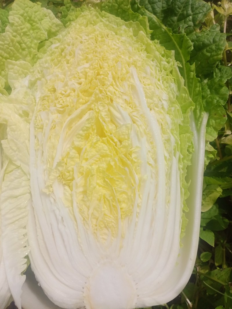 【白菜】湖北黄心白菜一手货源千亩基地持续供应全国发货