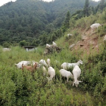 马头羊，山羊