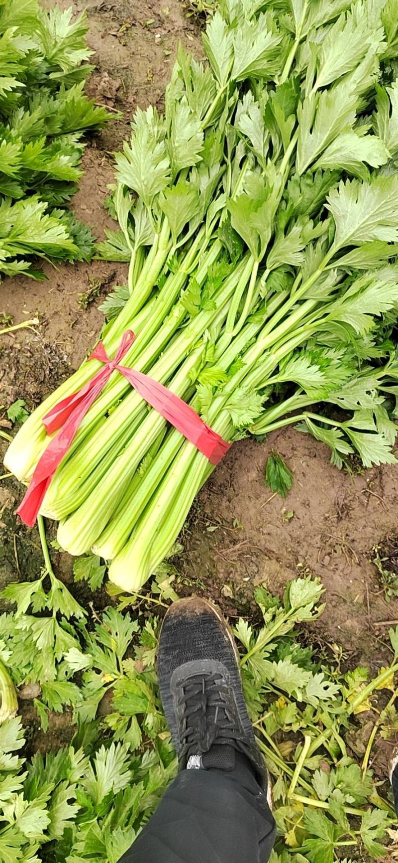 精品西芹大量上市，质量好，价格低，产地直发，欢迎新老客户