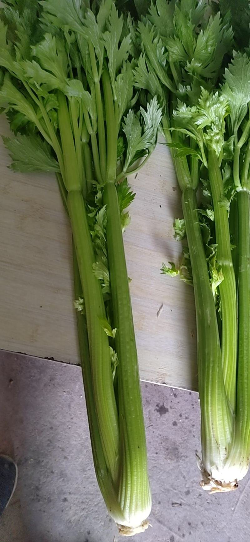 精品西芹大量上市，质量好，价格低，产地直发，欢迎新老客户
