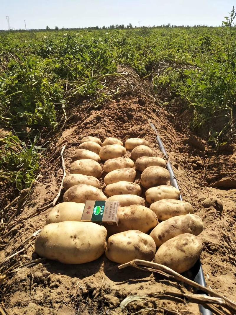 陕北榆林纯沙地白心226土豆.皮毛亮，薯型好，个头大。