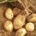 陕北榆林纯沙地白心226土豆.皮毛亮，薯型好，个头大。