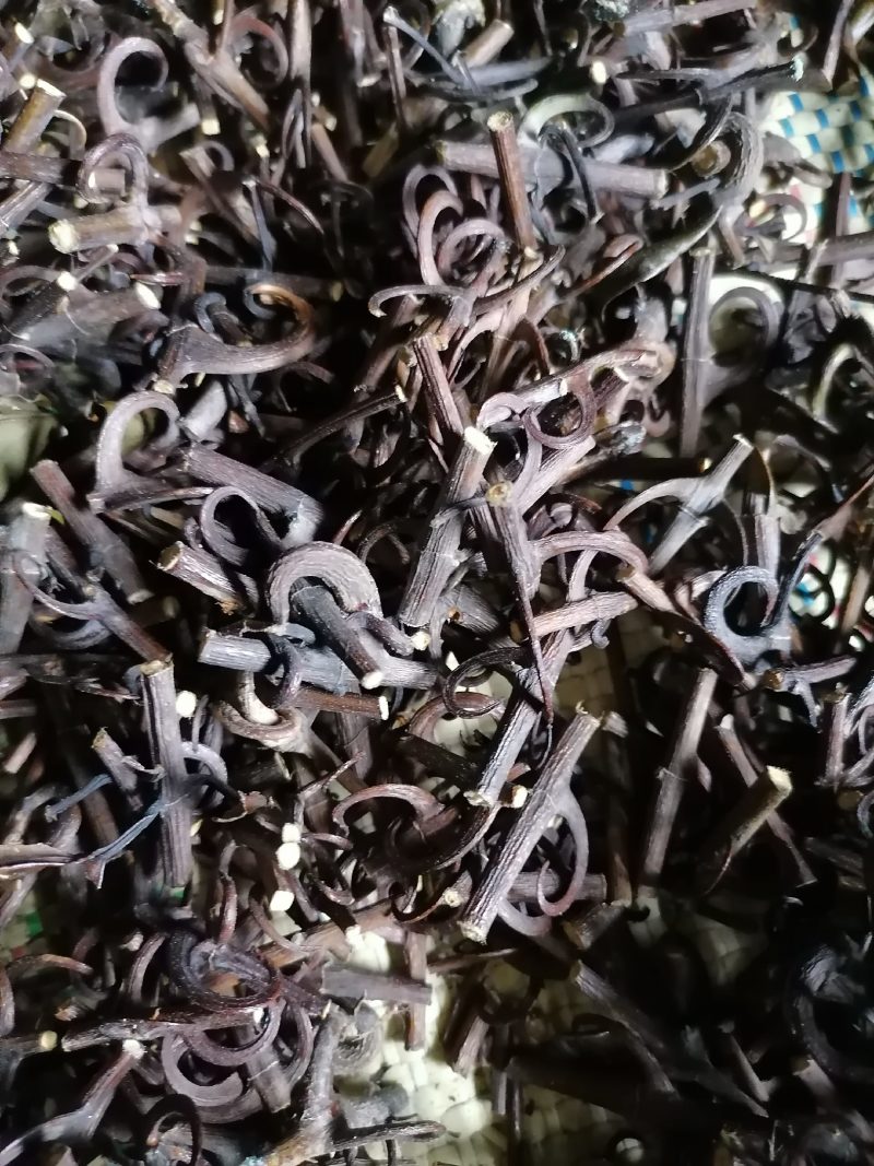 优质双钩藤苗，谁种谁丰收，苗子健壮成活率高，种植简单，