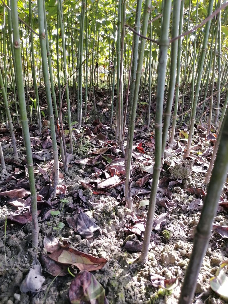 优质双钩藤苗，谁种谁丰收，苗子健壮成活率高，种植简单，