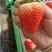 辽宁丹东九九草莓红颜草莓奶油草莓全国发货