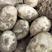 陕北榆林纯沙地白心v8土豆，皮毛光亮，薯型好，圆形状。