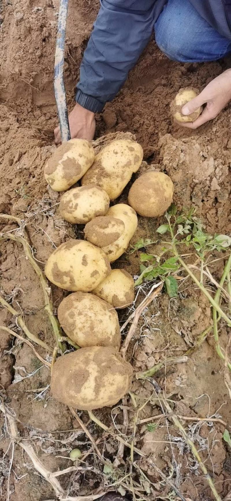 陕北榆林纯沙地白心v8土豆，皮毛光亮，薯型好，圆形状。
