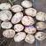 陕北榆林纯沙地白心v8土豆，皮毛光亮，薯型好，圆形状。