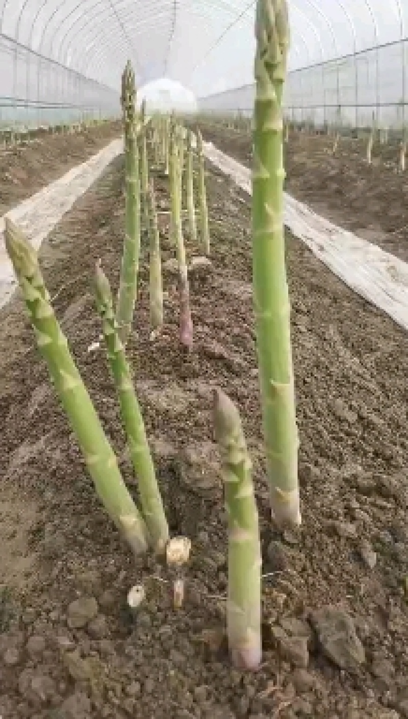 半年可采收芽多芽粗高产一代芦笋苗盛丰芦笋苗