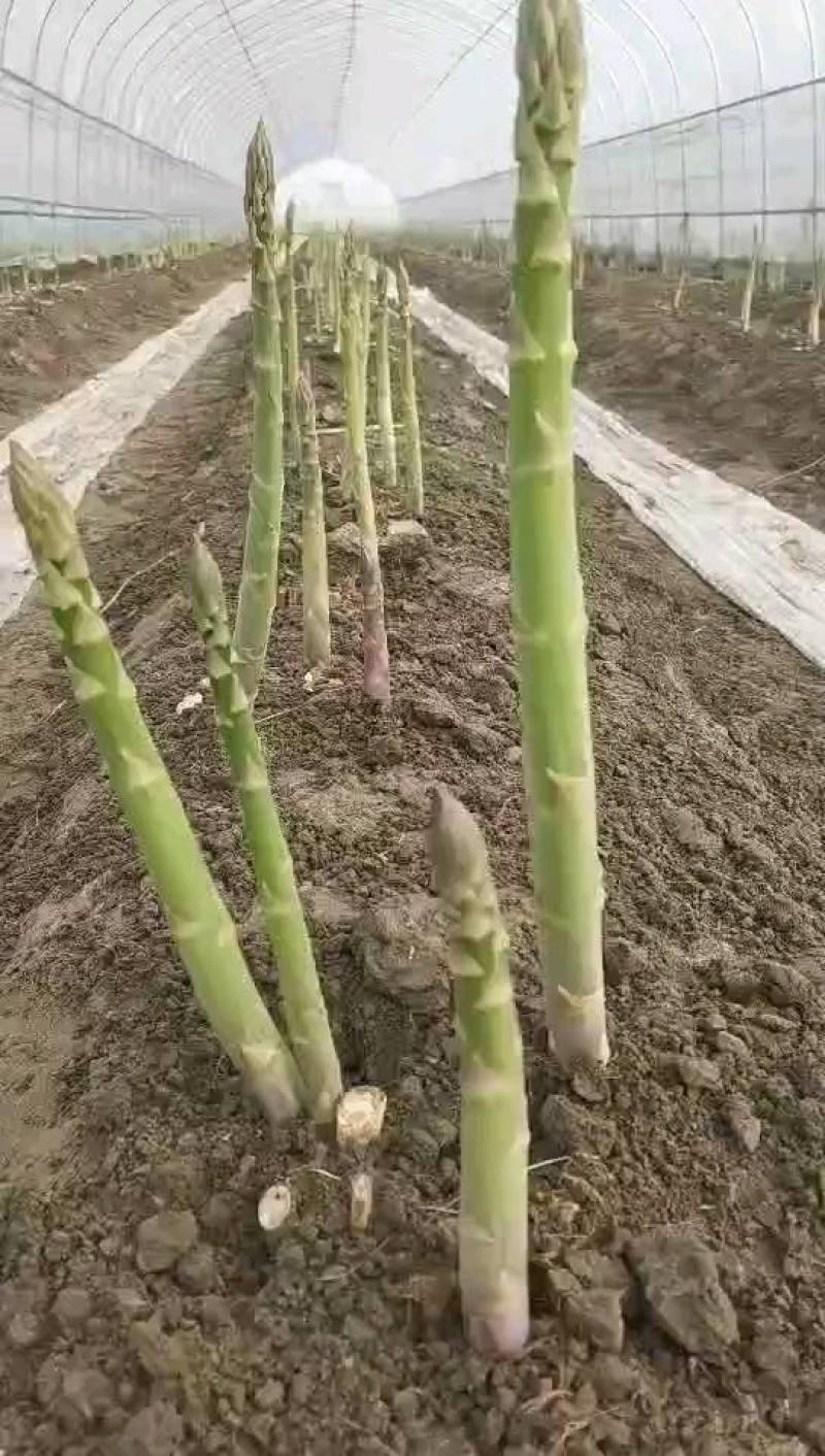 半年可采收芽多芽粗高产一代芦笋苗盛丰芦笋苗