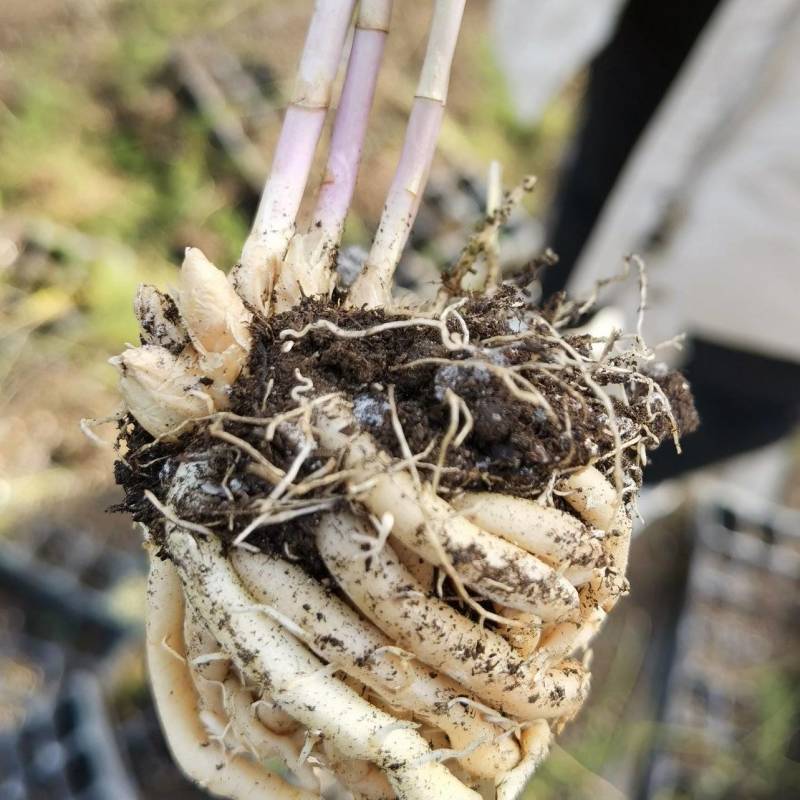 半年可采收芽多芽粗高产一代芦笋苗盛丰芦笋苗