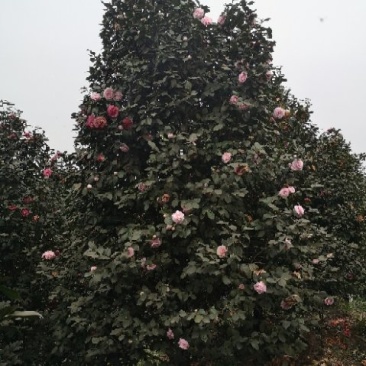 童子面茶花基地批发直销，四川宜宾高县泳清茶花种植场