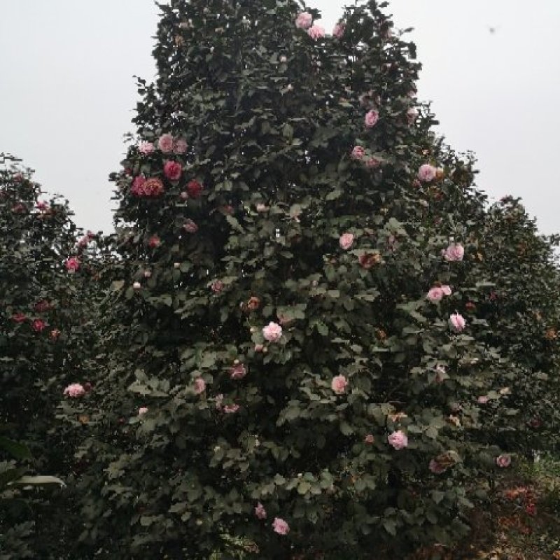童子面茶花基地批发直销，四川宜宾高县泳清茶花种植场
