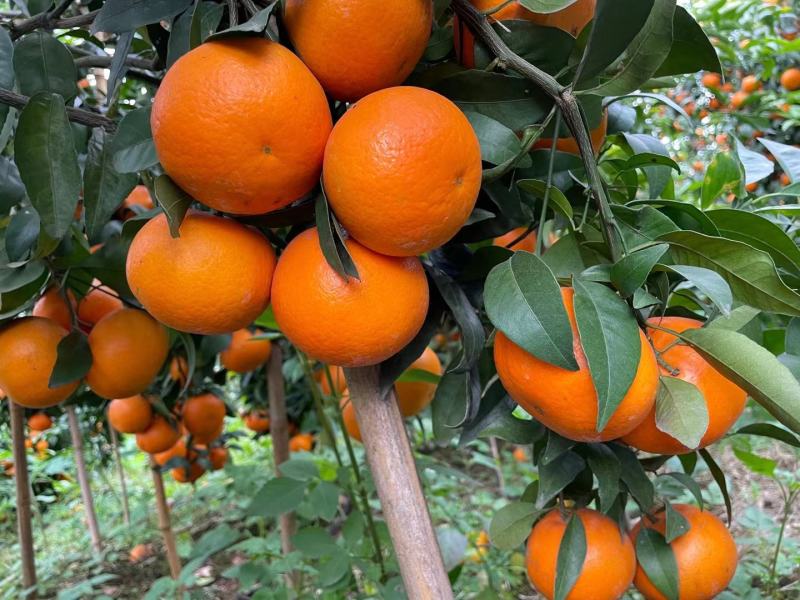 永春芦柑保鲜果欢迎采购