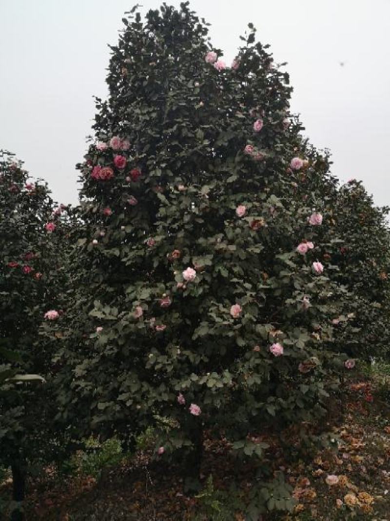 童子面茶花基地批发直销，四川宜宾高县泳清茶花种植场