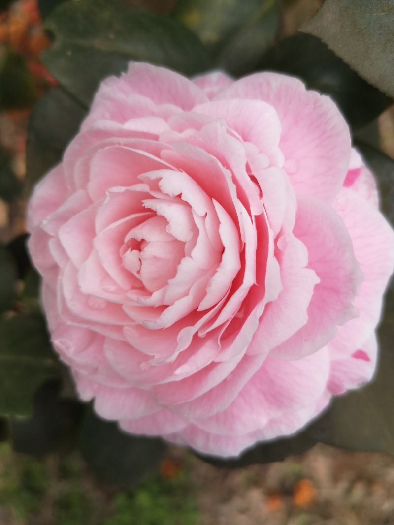 童子面茶花基地批发直销，四川宜宾高县泳清茶花种植场