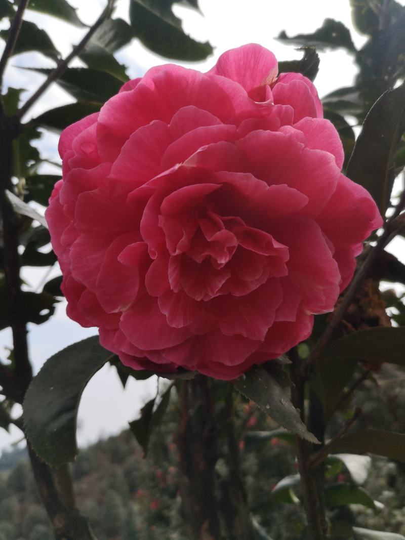 童子面茶花基地批发直销，四川宜宾高县泳清茶花种植场