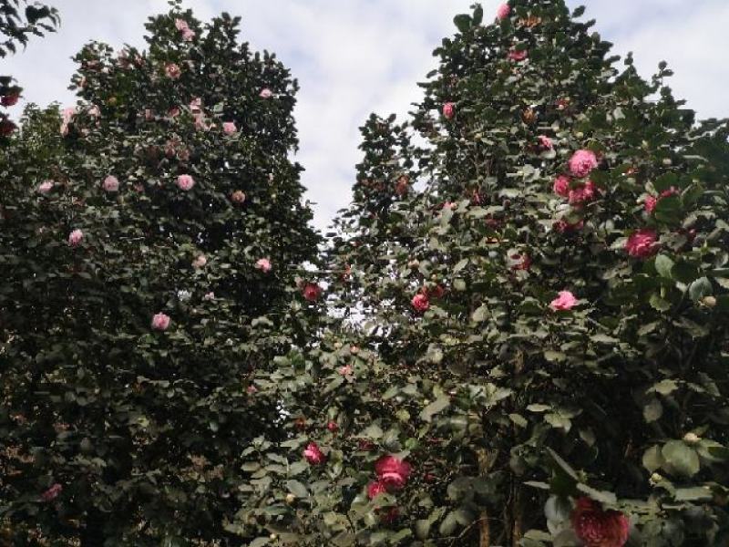 童子面茶花基地批发直销，四川宜宾高县泳清茶花种植场