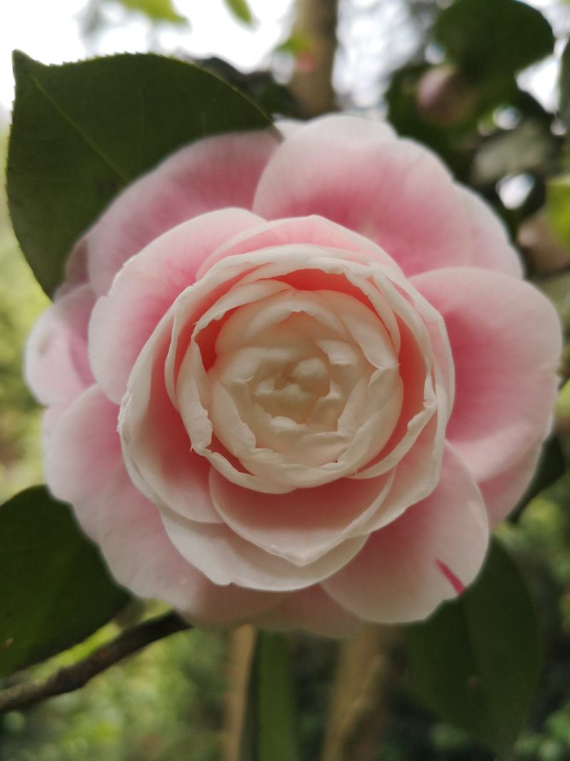 童子面茶花基地批发直销，四川宜宾高县泳清茶花种植场