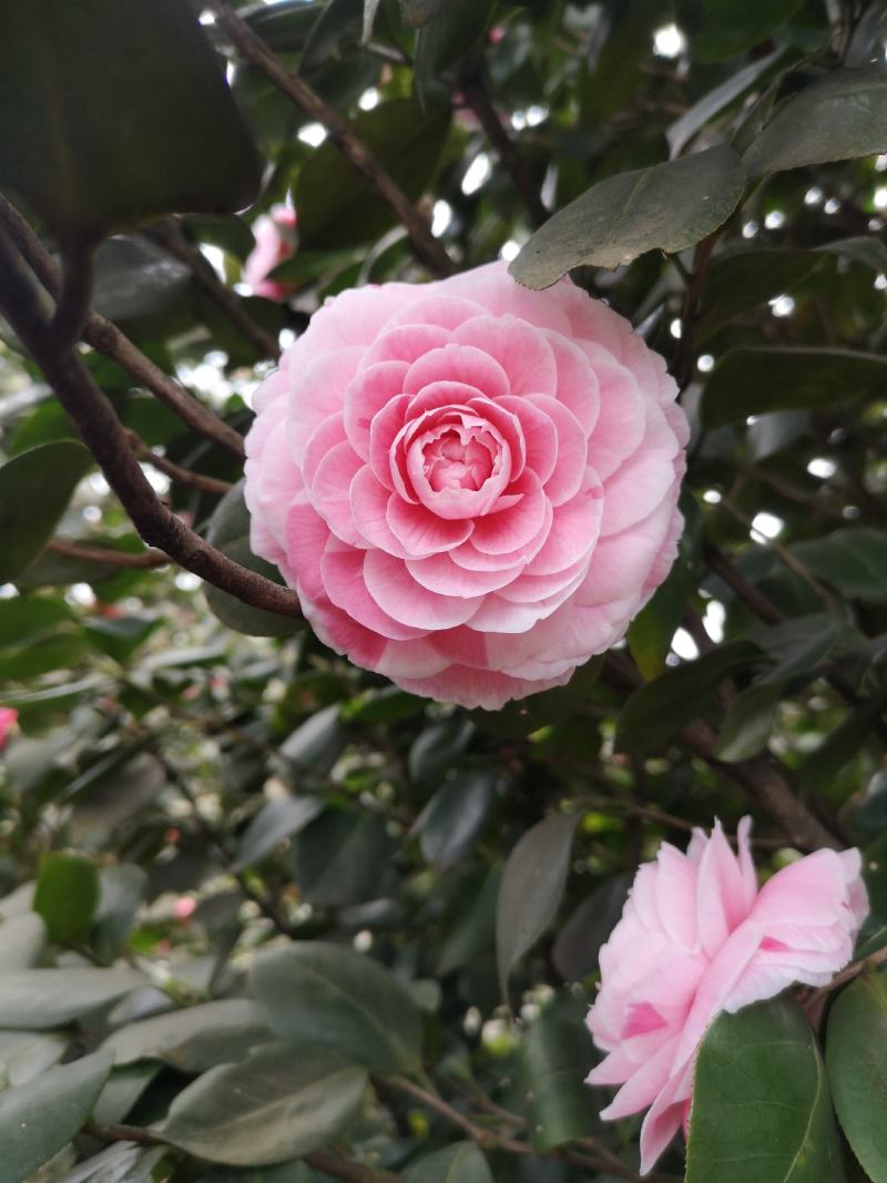 童子面茶花基地批发直销，四川宜宾高县泳清茶花种植场