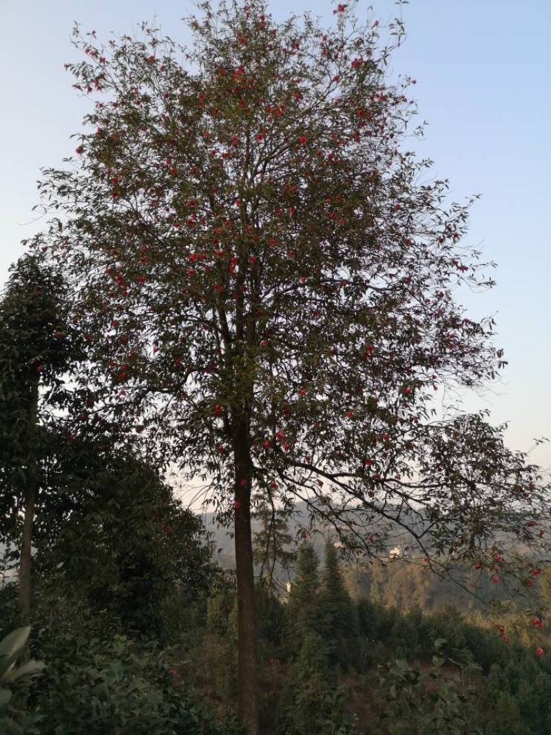 童子面茶花基地批发直销，四川宜宾高县泳清茶花种植场