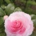 童子面茶花基地批发直销，四川宜宾高县泳清茶花种植场