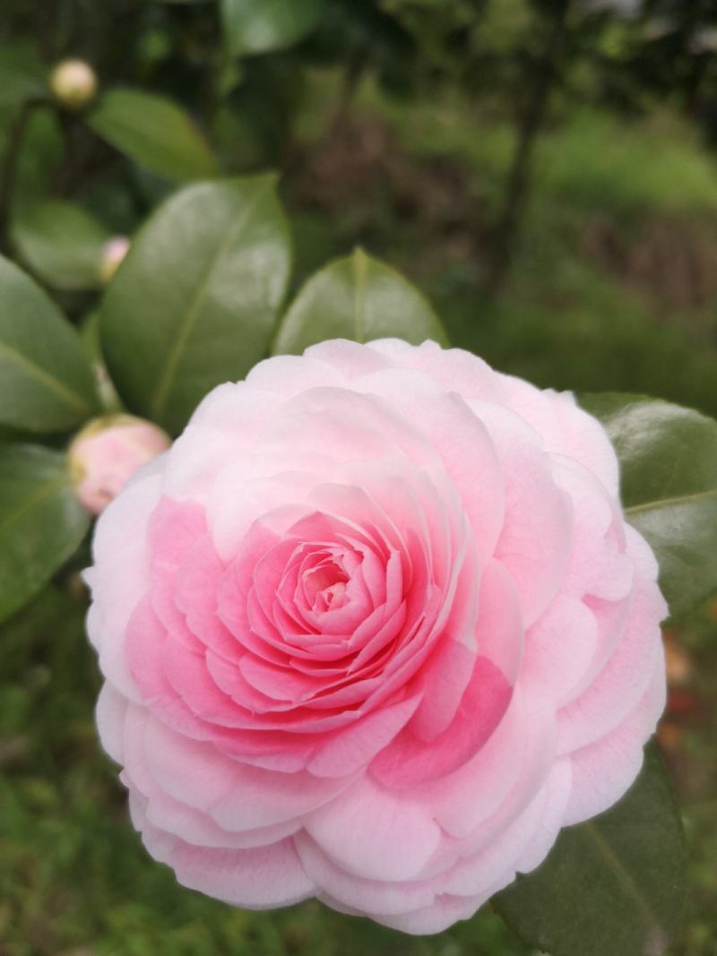 童子面茶花基地批发直销，四川宜宾高县泳清茶花种植场