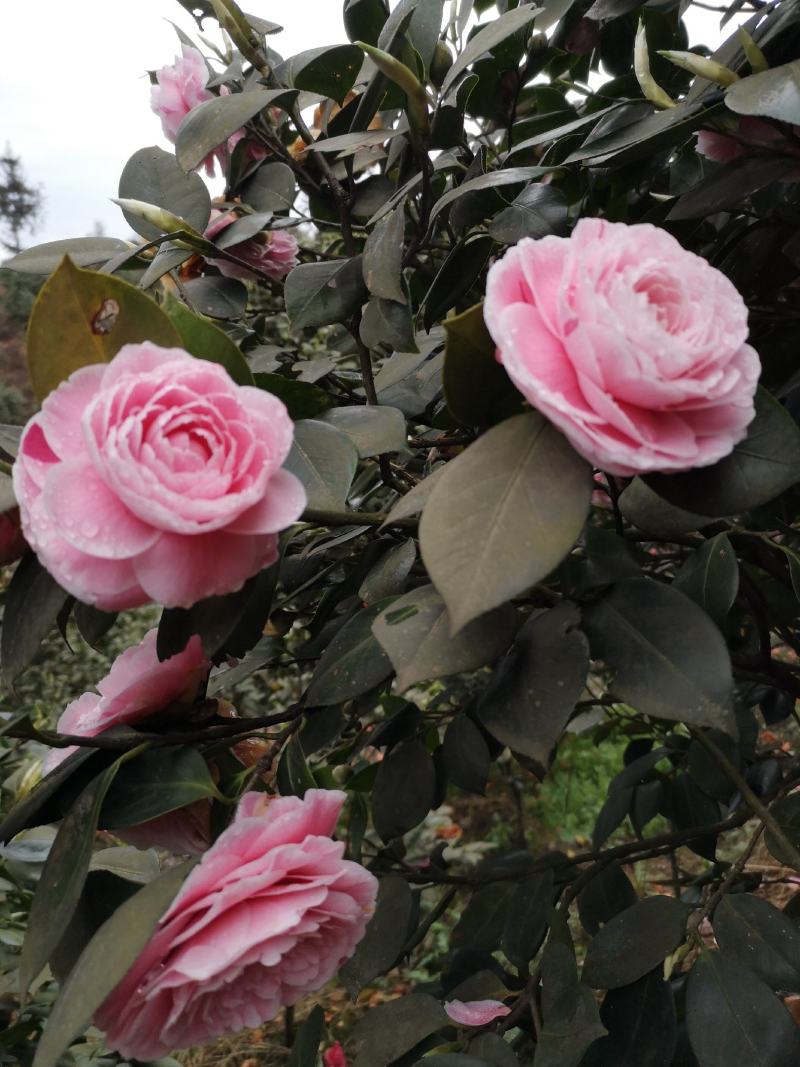 童子面茶花基地批发直销，四川宜宾高县泳清茶花种植场