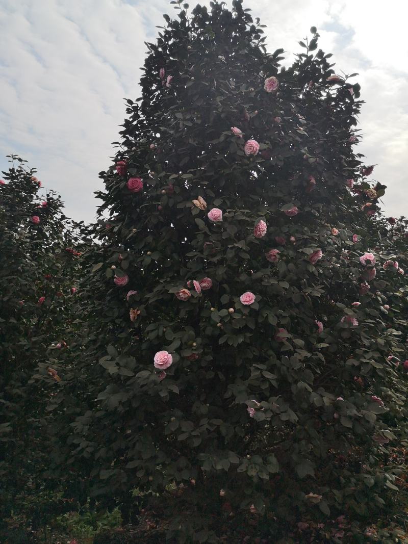 童子面茶花基地批发直销，四川宜宾高县泳清茶花种植场