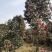 童子面茶花基地批发直销，四川宜宾高县泳清茶花种植场