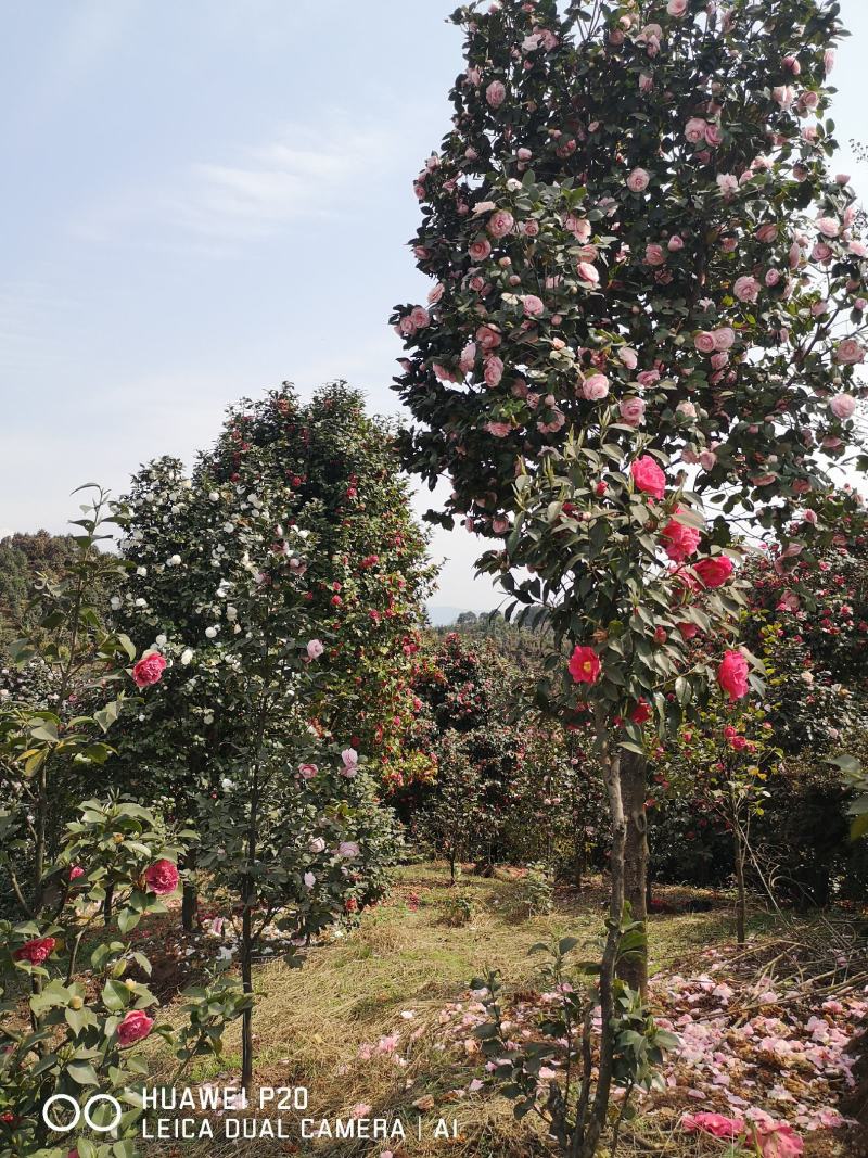 童子面茶花基地批发直销，四川宜宾高县泳清茶花种植场