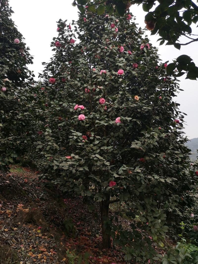 童子面茶花基地批发直销，四川宜宾高县泳清茶花种植场