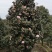 童子面茶花基地批发直销，四川宜宾高县泳清茶花种植场