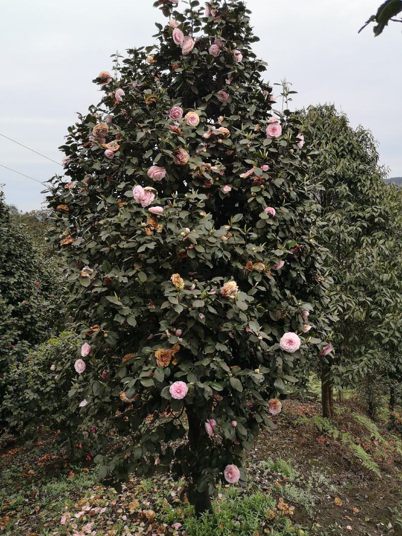 童子面茶花基地批发直销，四川宜宾高县泳清茶花种植场