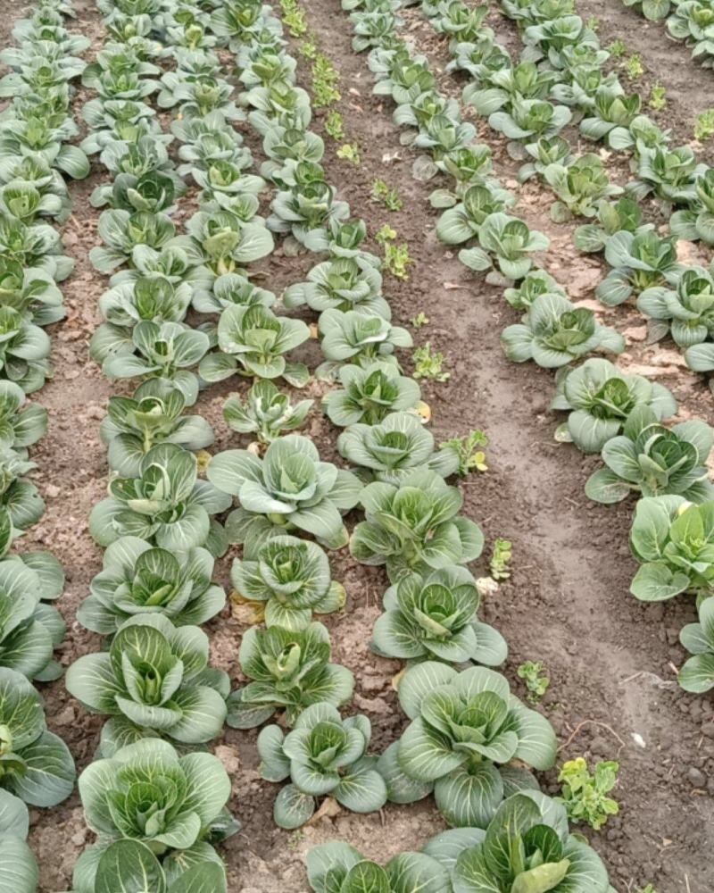 冻露天苏州青菜